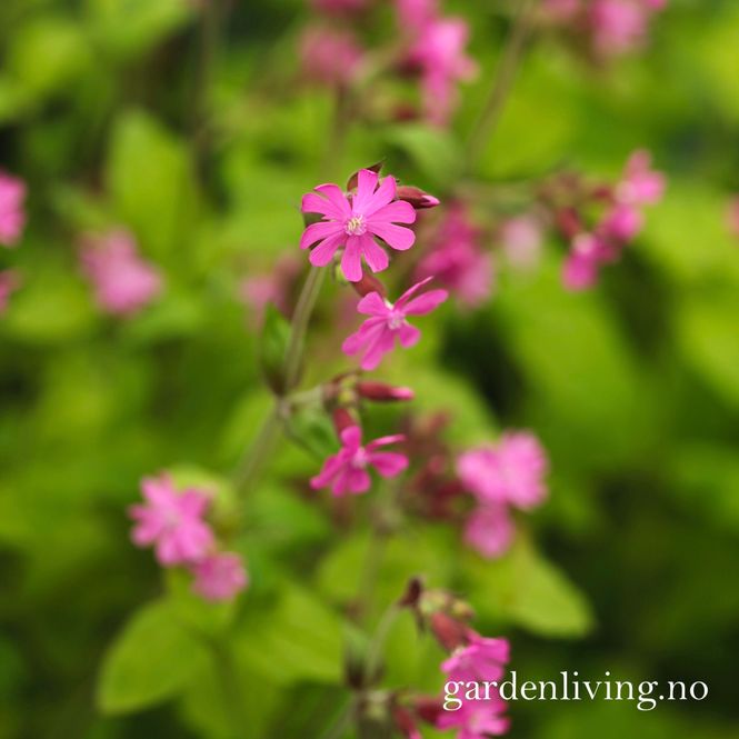 Hovedbilde Rød jonsokblom 'Ray's Golden Campion''- Silene dioica