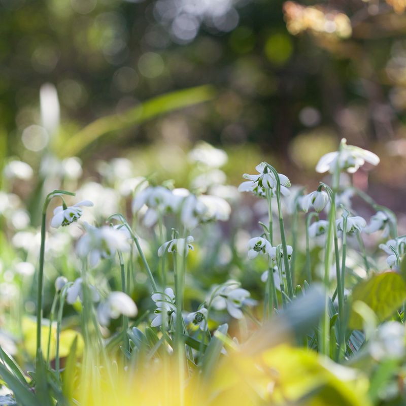 Snøklokke 'Hippolyta' - Galanthus -  5 stk
