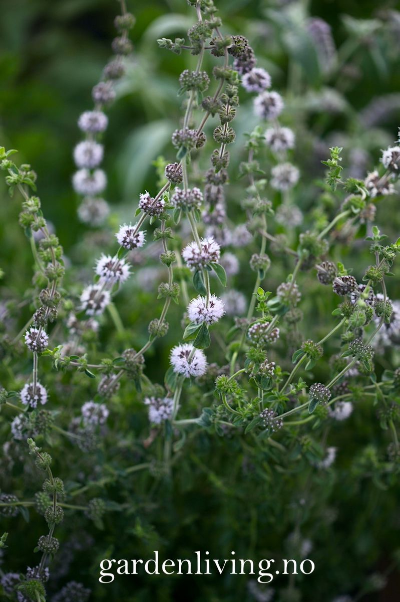 Poleimynte -  Mentha pulegium