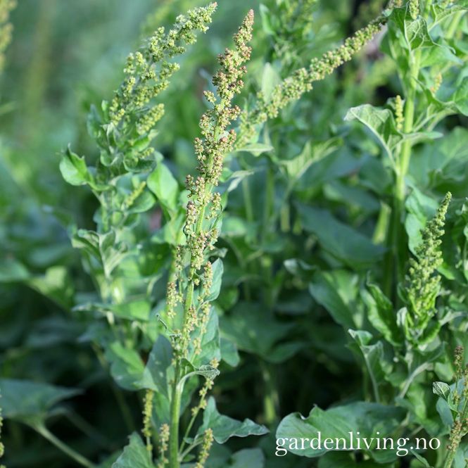 Hovedbilde Stolthenrikmelde - Chenopodium bonus Henricus