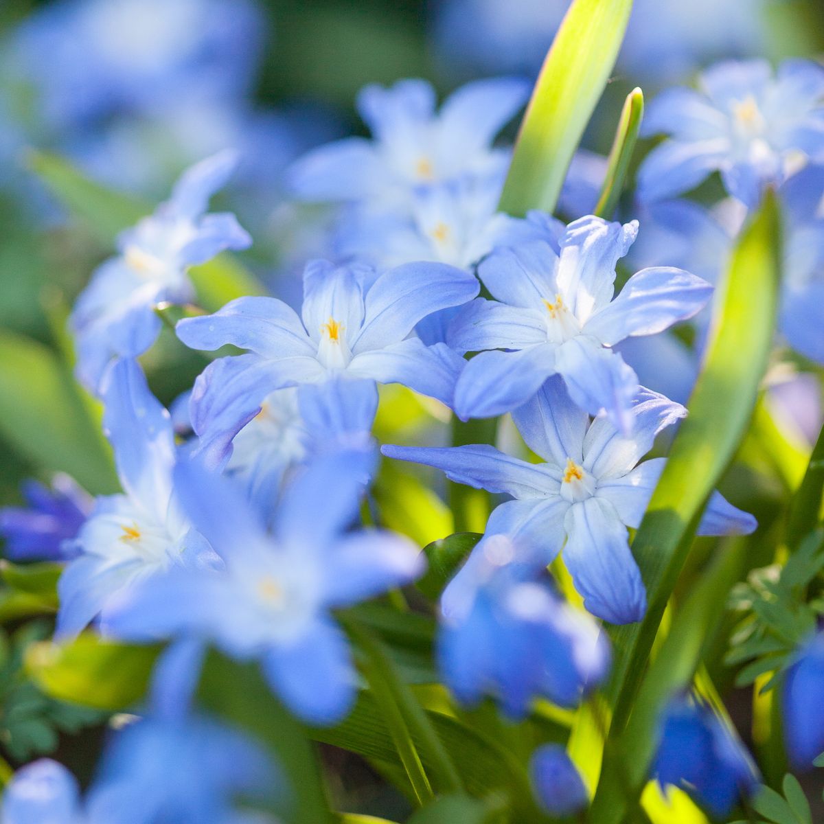 Minnesnøstjerne - Chionodoxa luciliae - 20 stk