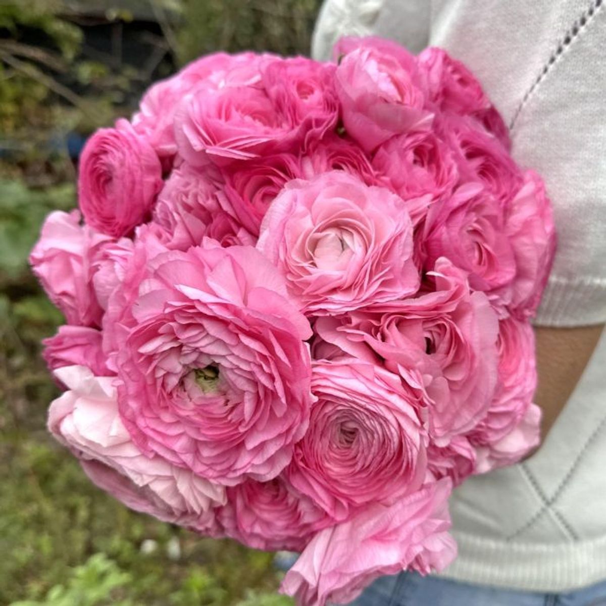 Ranunkel 'Elegance®  Rosa' - Ranunculus, 7 stk.
