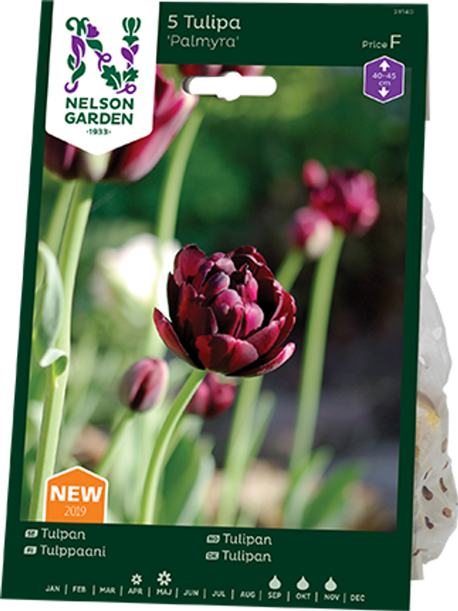 Tulipan 'Palmyra', tidlig dobbel - 7 stk