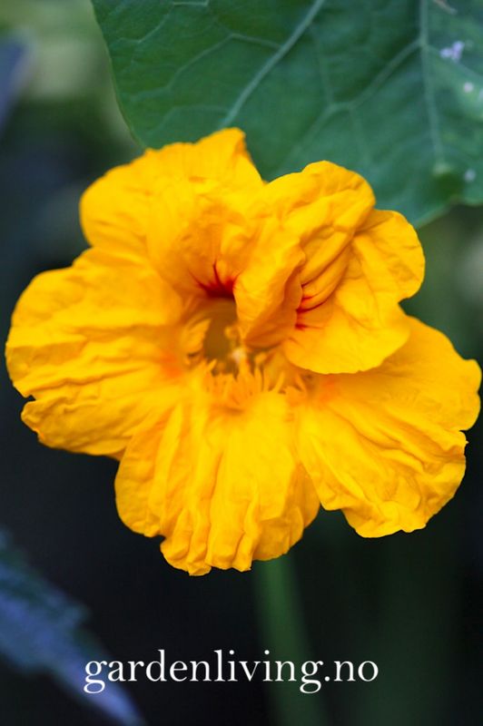 Blomkarse 'Golden Jewel’ - Tropaeolum majus