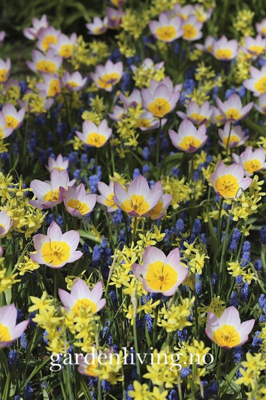 Tulipa saxatilis subsp. bakeri 'Lilac Wonder' - 15 stk