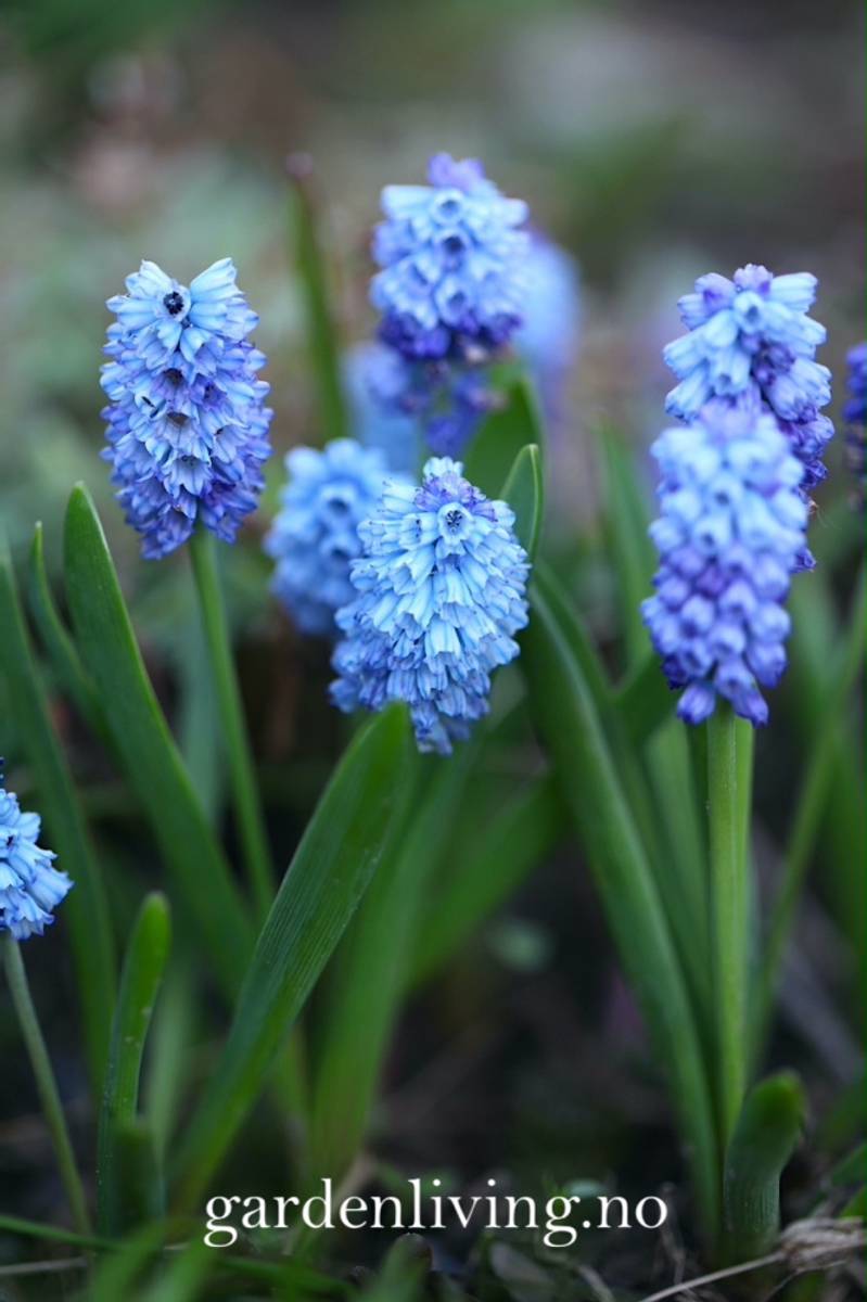 Asurperleblomst - Muscari azureum - 10 stk