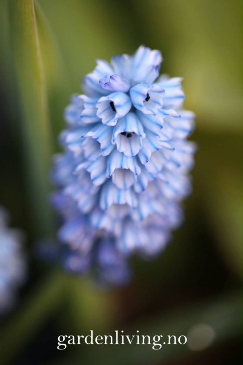 Asurperleblomst - Muscari azureum - 10 stk