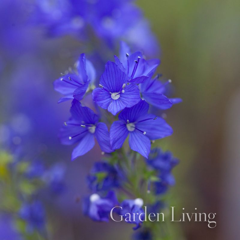 Firtannveronika 'Knallblau' - Veronica austriaca