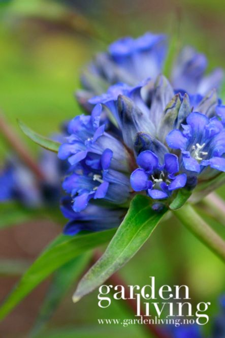 Hovedbilde Søte - Gentiana cruciata