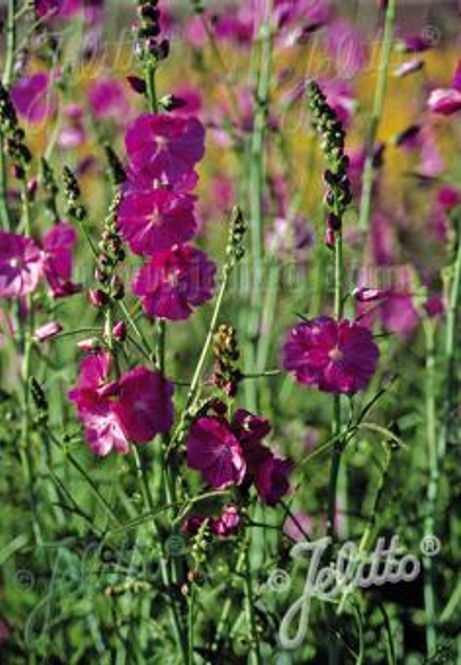Hovedbilde Tvikattost 'Partygirl' - Sidalcea malviflora-hybr