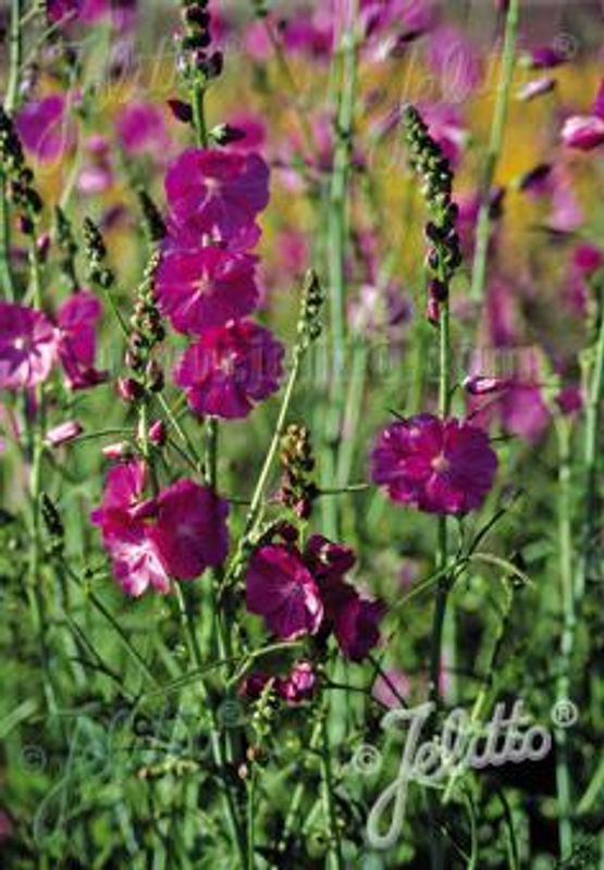 Tvikattost 'Partygirl' - Sidalcea malviflora-hybr