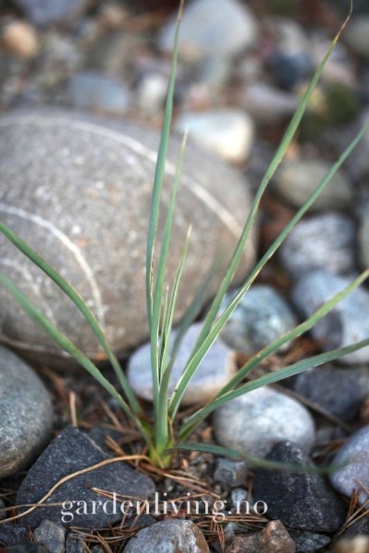 Palmelilje - Yucca glauca