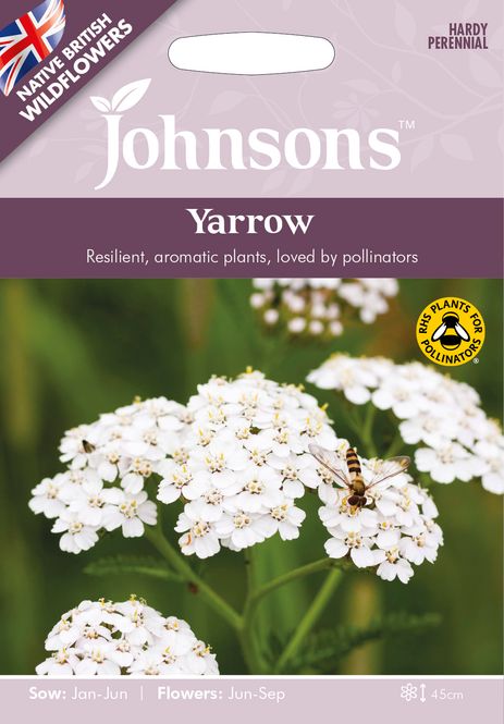 Hovedbilde Ryllik - Achillea millefolium