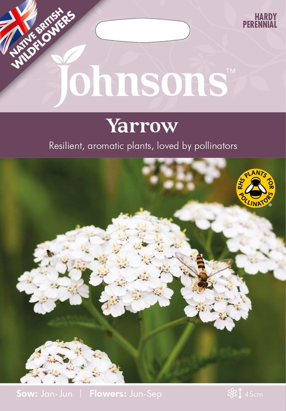 Ryllik - Achillea millefolium