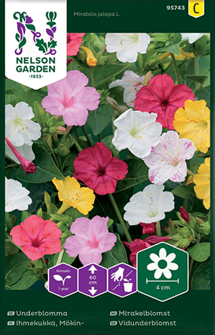Hovedbilde Mirakelblomst - Mirabilis jalapa