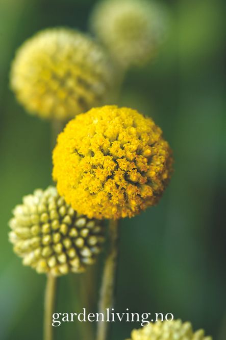Hovedbilde Gullball - Craspedia globosa