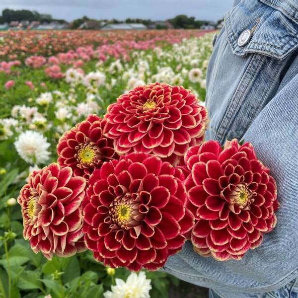 Hovedbilde Georgine 'Jowey Hubert - Dahlia x cultorum, 1 stk.