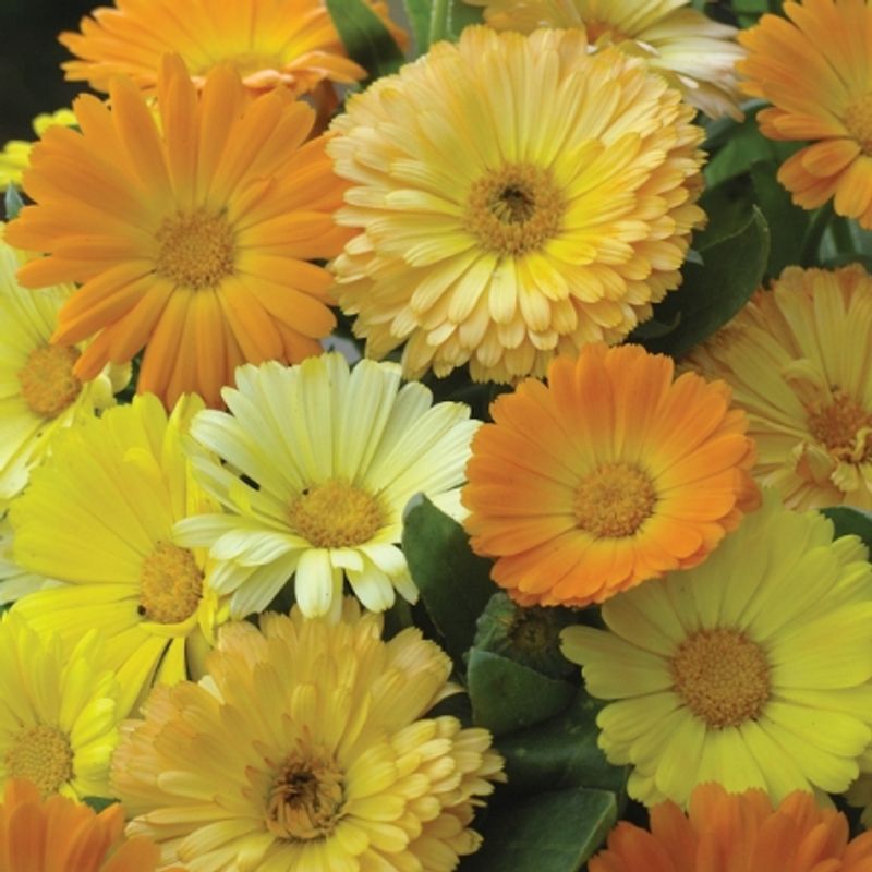 Ringblomst 'Galaxy Mixed' - Calendula officinalis