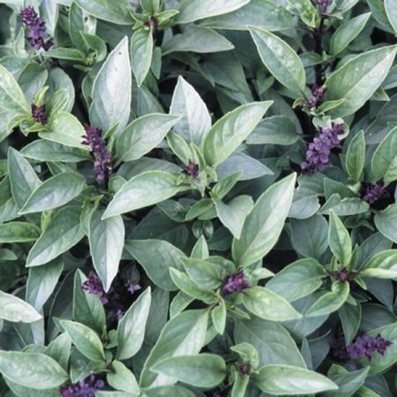 Basilikum 'Thai' - Ocimum basilicum