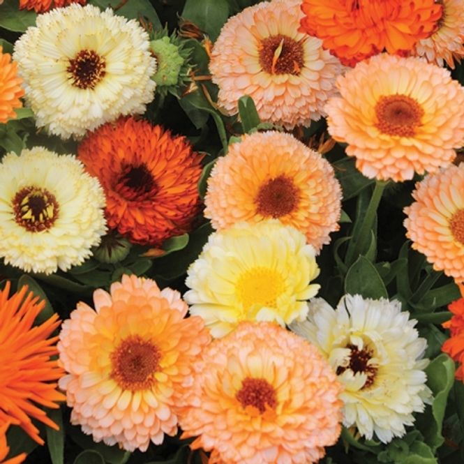 Hovedbilde Ringblomst 'Fruit Burst Mixed' - Calendula officinalis