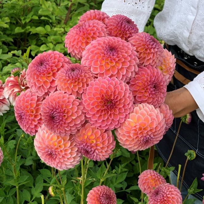 Hovedbilde Georgine 'Jowey Winnie - Dahlia x cultorum, 1 stk.
