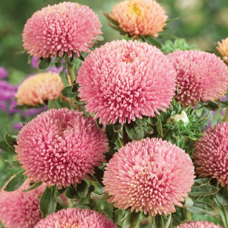 Sommeraster 'Balloon Chamois' - Callistephus chinensis