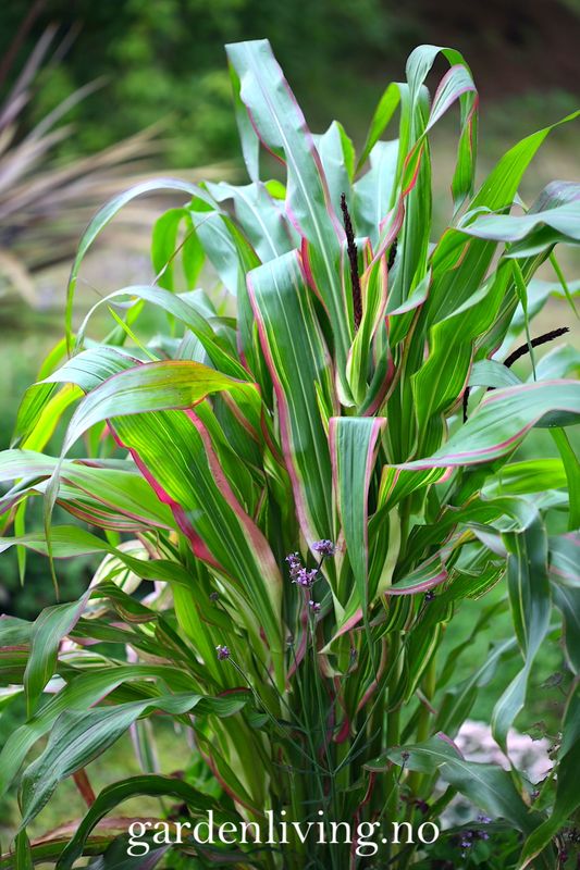 Prydmais 'Japonica Variegata' - Zea mays var. japonica