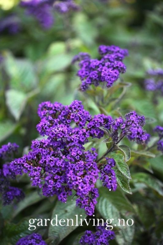 Duftheliotrop ’Dwarf Marine' - Heliotropium arborescens
