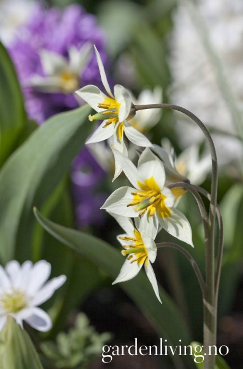 Turkestantulipan - Tulipa turkestanica - 10 stk