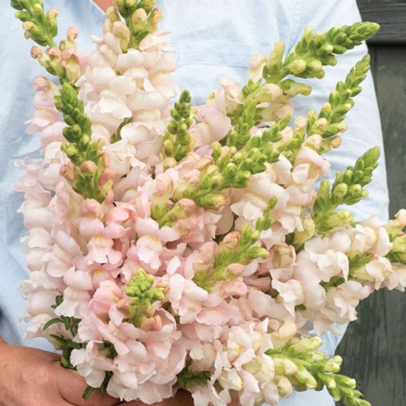 Løvemunn 'Costa Silver' F1 - Antirrhinum majus