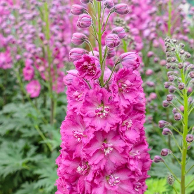 Hovedbilde Ridderspore 'Pink Punch' - Delphinium 