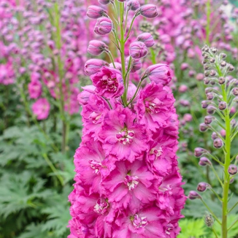 Ridderspore 'Pink Punch' - Delphinium 
