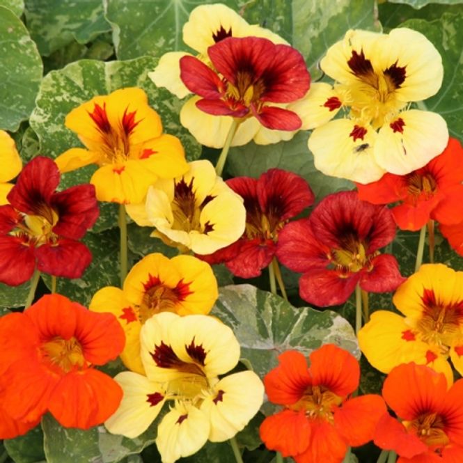 Hovedbilde Blomkarse 'Troika Mixed' - Tropaeolum majus