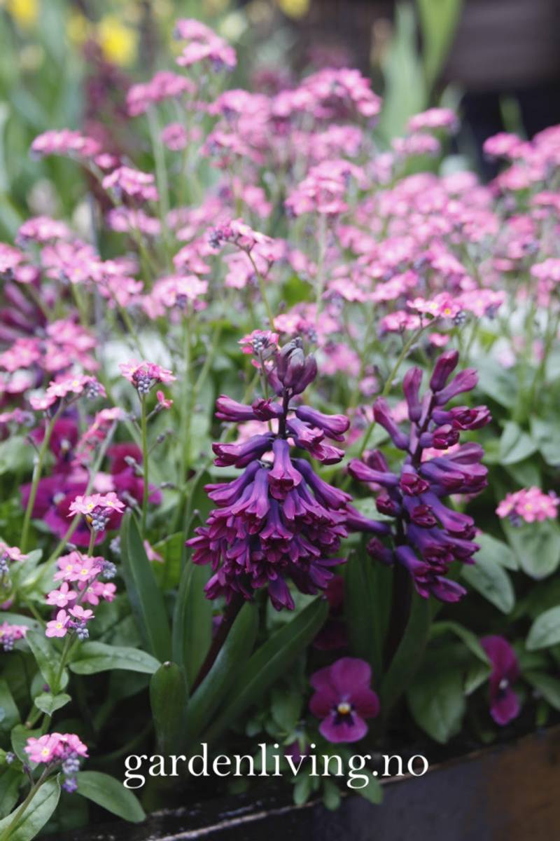 Svibel 'Woodstock' - Hyacinthus - 4 stk