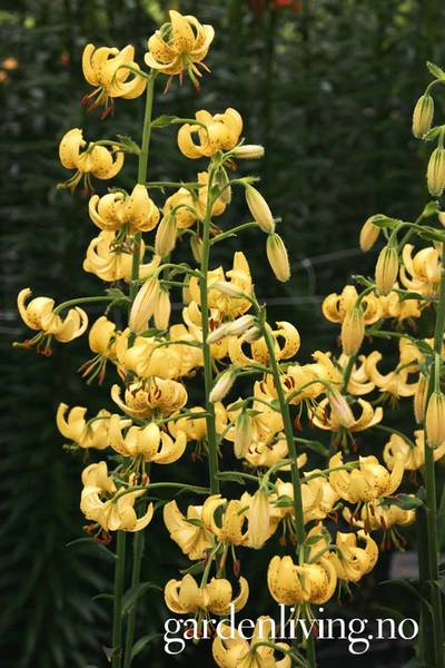 Hovedbilde Martagonlilje 'Golden Morning' - Lilium x martagon - 1 stk