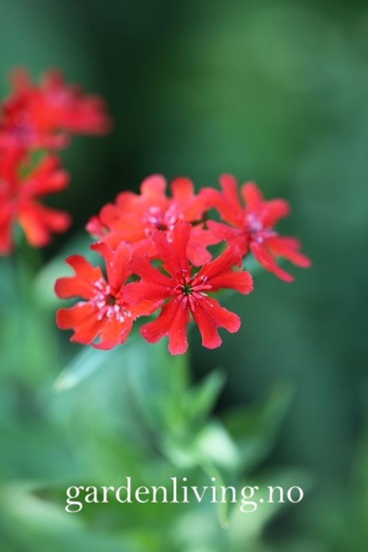 Brennende kjærlighet - Lychnis chalcedonica
