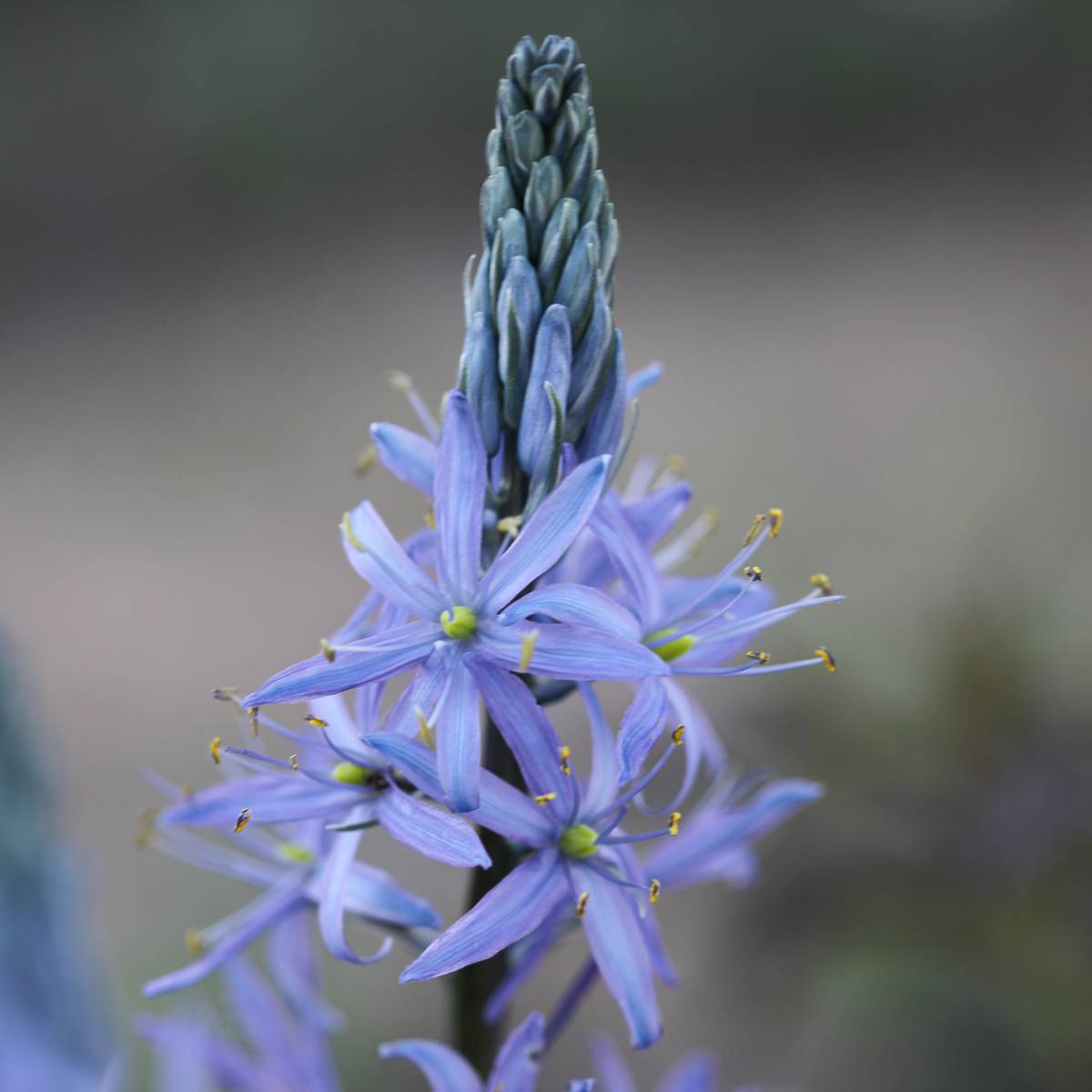 Bjørnestjerne 'Blue Candle’ - Camassia lei. - 1 stk