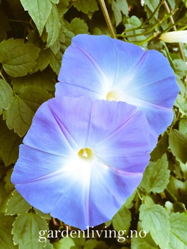 Praktvindel 'Heavenly Blue’ - Ipomoea tricolor