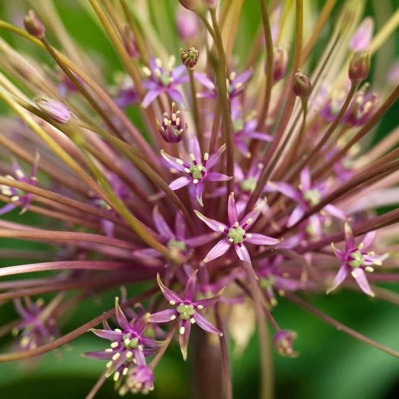 Markløperløk - Allium shubertii - 3 stk
