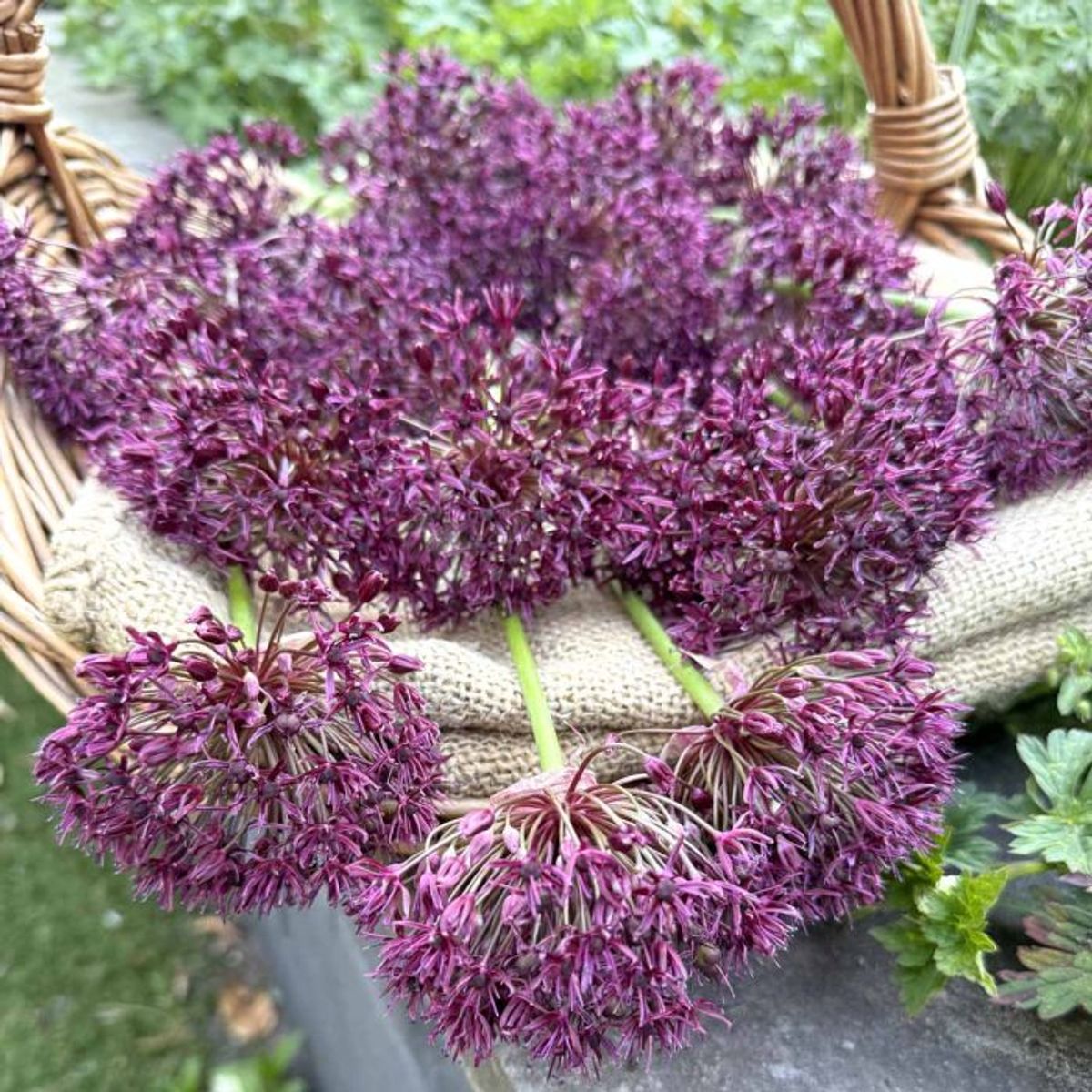 Vinløk - Allium atropurpureum - 10 stk