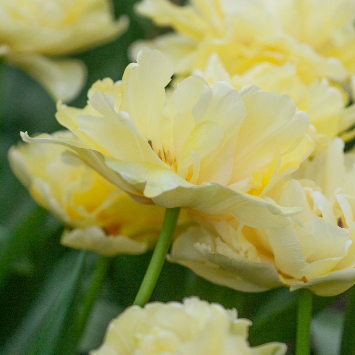 Tulipan 'Avant Garde', Tidlig dobbel - 7 stk