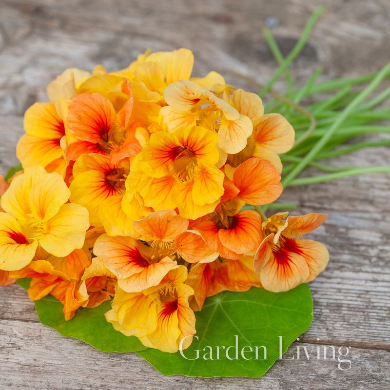 Blomkarse 'Salmon Baby' - Tropaeolum majus, lav