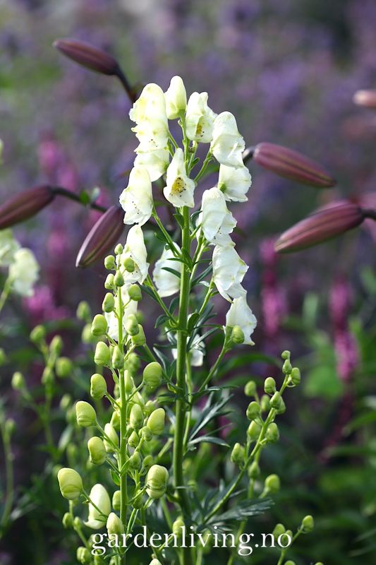 Storhjelm 'Album' - Aconitum napellus 