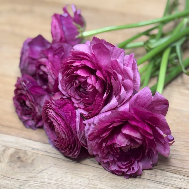 Hovedbilde Ranunkler 'Purple Jean' - Ranunculus, 10 stk.