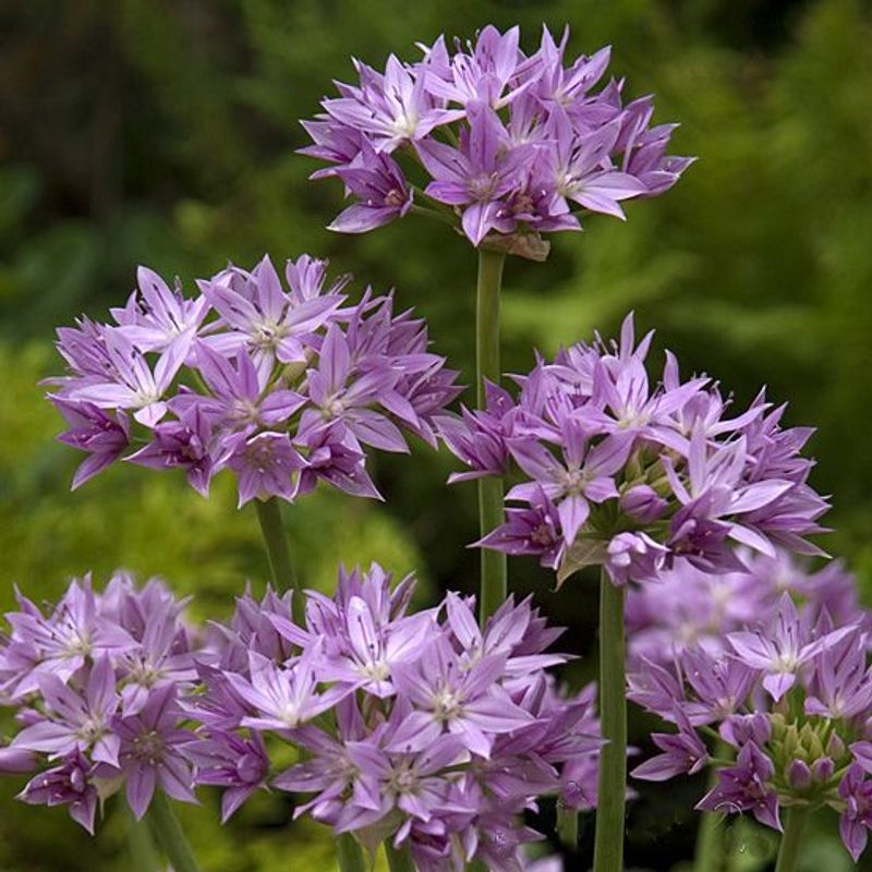 Prydløk 'Eros' - Allium - 10 stk 