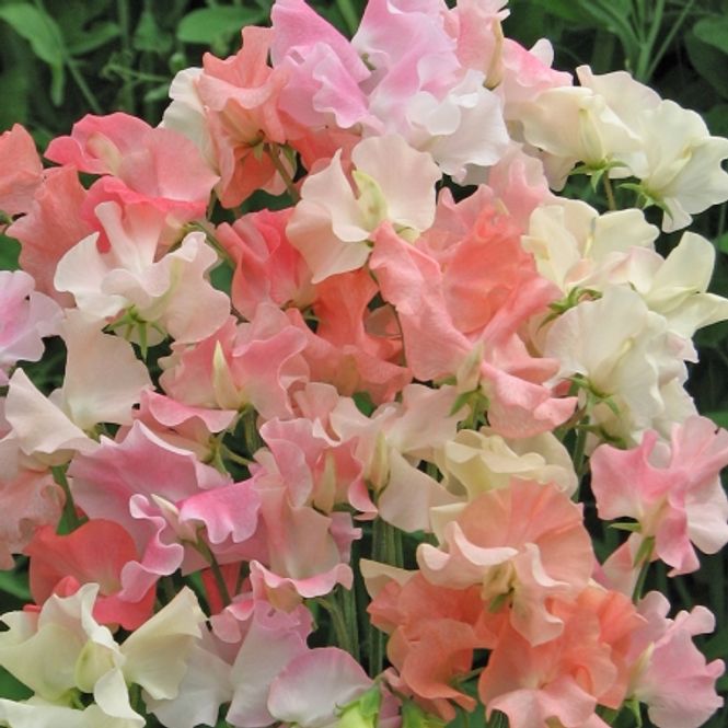 Hovedbilde Blomsterert 'Frills and Blushes' - Lathyrus odoratus