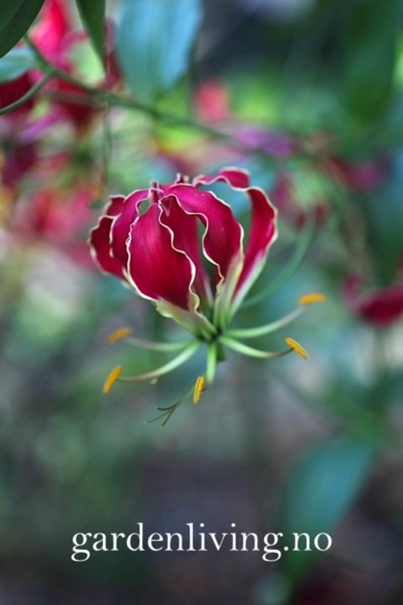 Klatrelilje 'Rothchildiana' - Gloriosa superba, 1 stk.