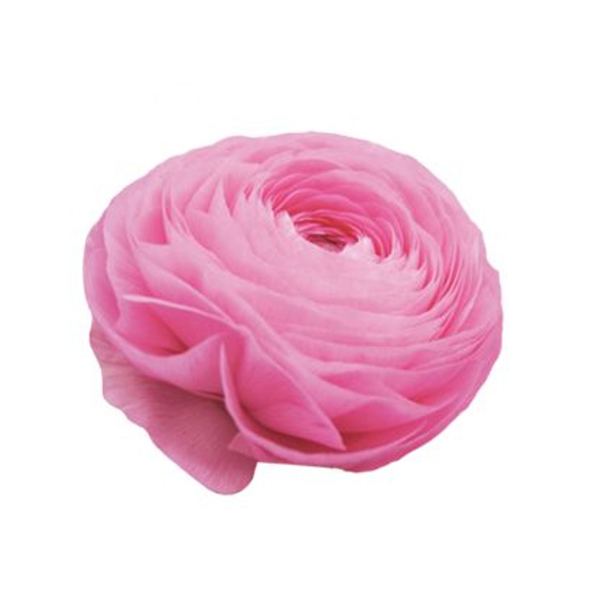 Ranunkel 'Elegance®  Rosa' - Ranunculus, 7 stk.
