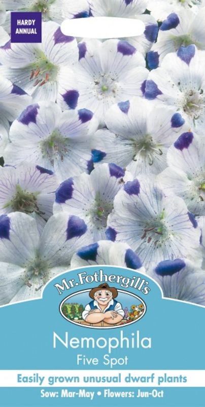 Blåøye 'Five Spots' - Nemophila maculata