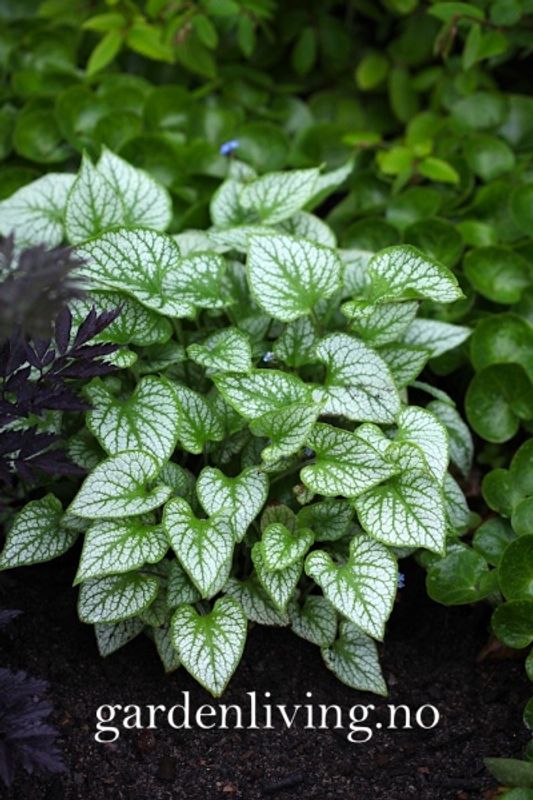 Forglemmegeisøster ’Jack Frost’ - Brunnera macrophylla